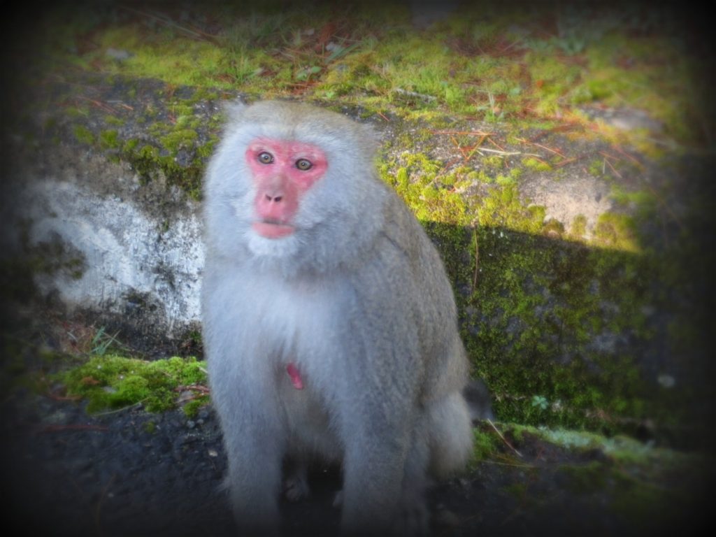 5 Exotic Animals You Need to Meet in Taiwan ChinesePod Official Blog